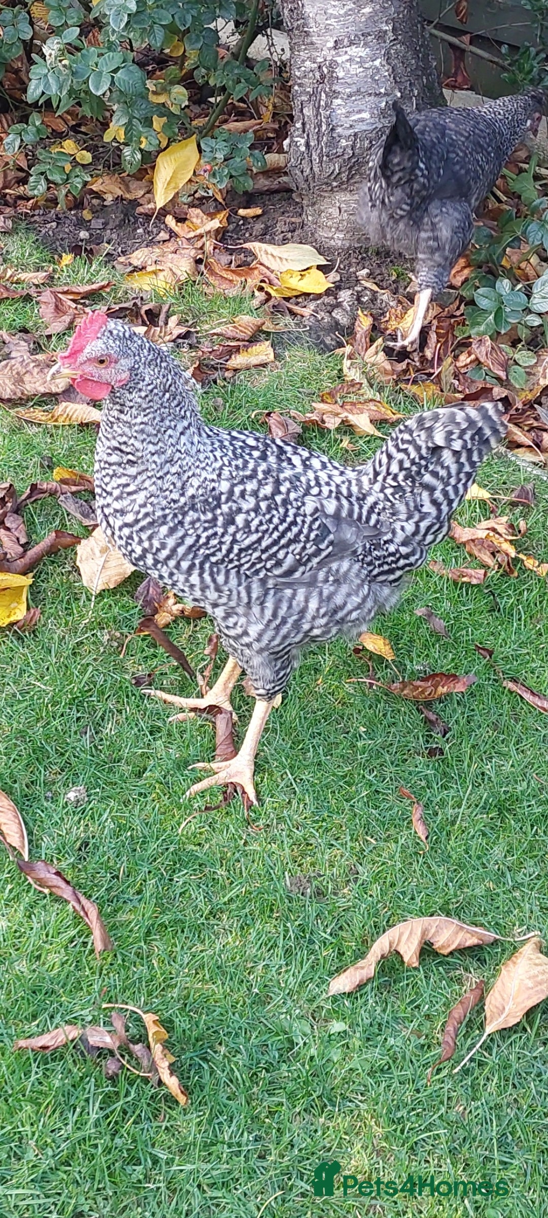 Chickens poultry for sale: Cockerels  green egg gene - Image 6