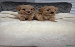 Maltipoo dogs for sale: F1 maltipoo puppies  - Image 11