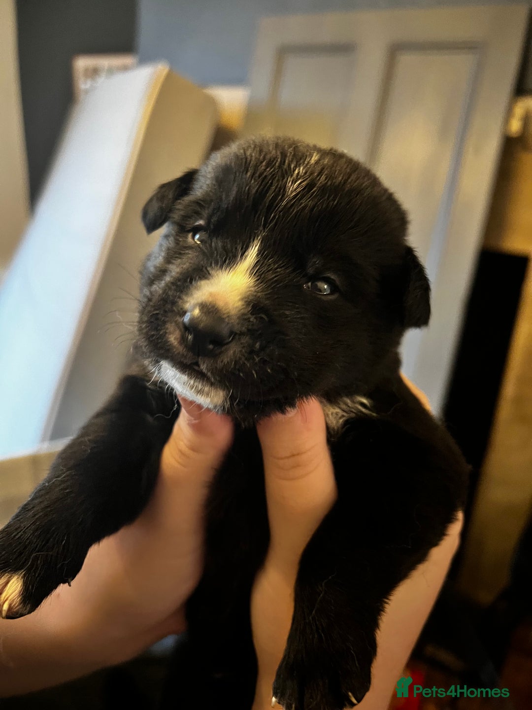 Mixed Breed dogs for sale: Bernese X Huskydor Pups - Advert 9