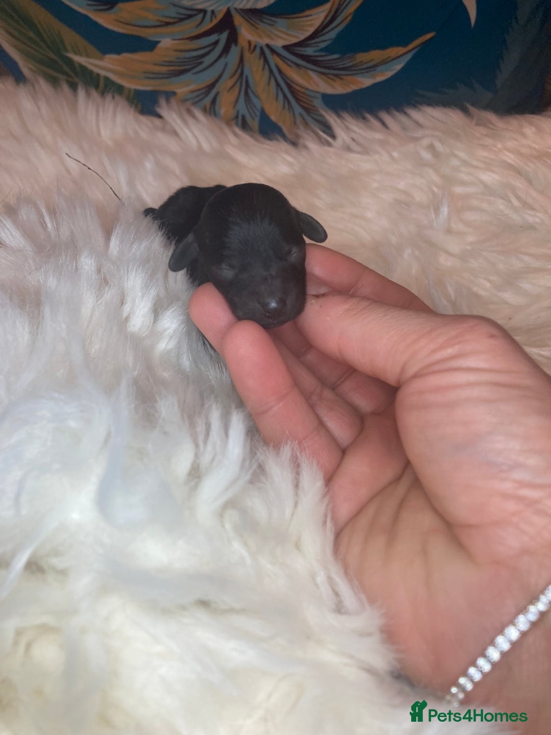 Toy Poodle dogs for sale: Beautiful toy poodle girl  - Advert 3