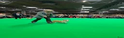 Welsh Corgi Pembroke dogs for sale: Pembroke Corgi puppies in Stoke-on-Trent - Advert 12
