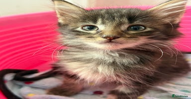 Maine Coon cats - Advert 8
