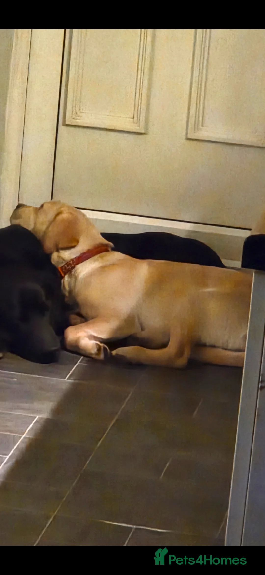 Labrador Retriever dogs for sale: 6 month old male golden labrador for sale - Advert 2