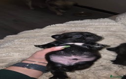 Mixed Breed dogs for sale: Mixed breed puppies for sale - Image 7