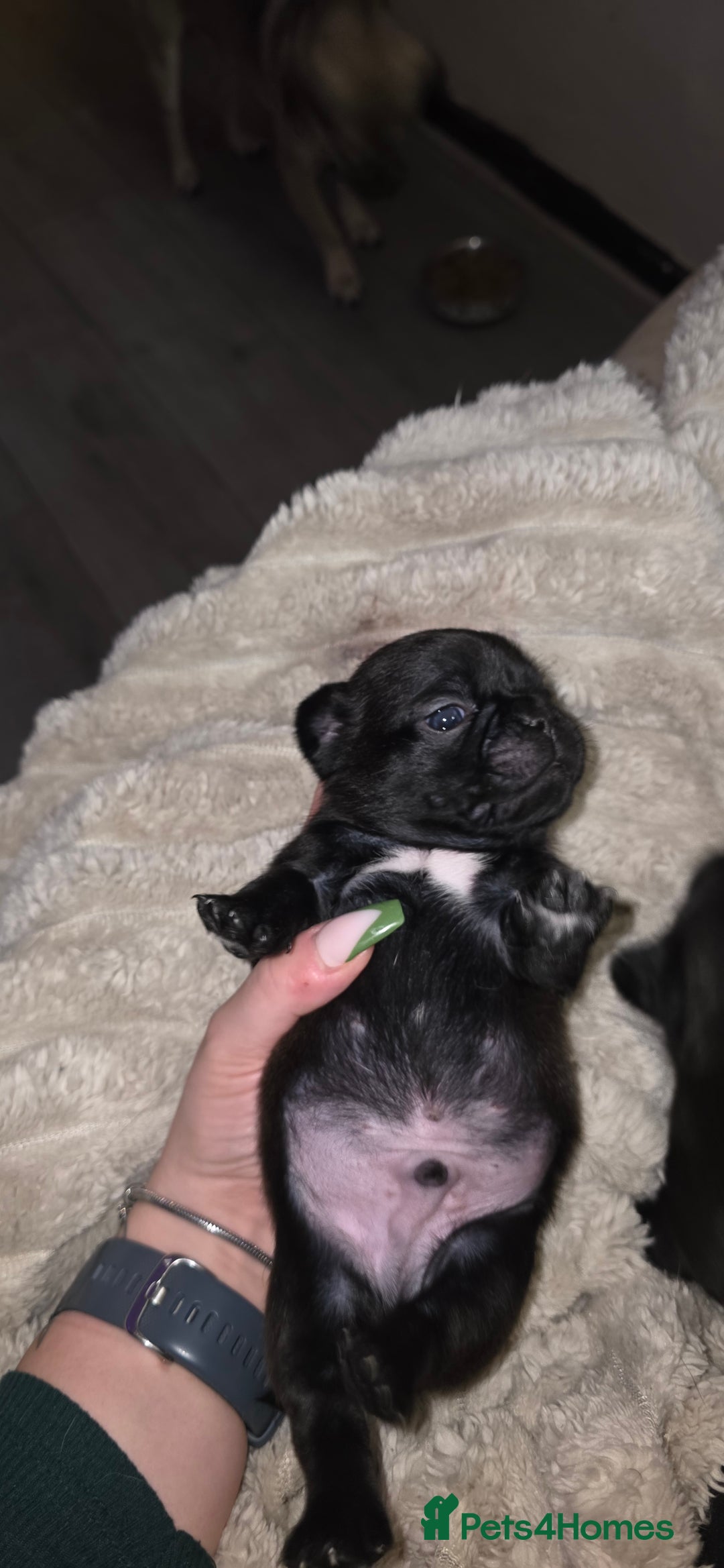 Mixed Breed dogs for sale: Mixed breed puppies for sale - Image 7