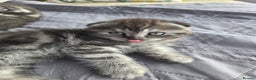 Scottish Fold cats for sale: Tabby Scottish Fold Kittens - Advert 33