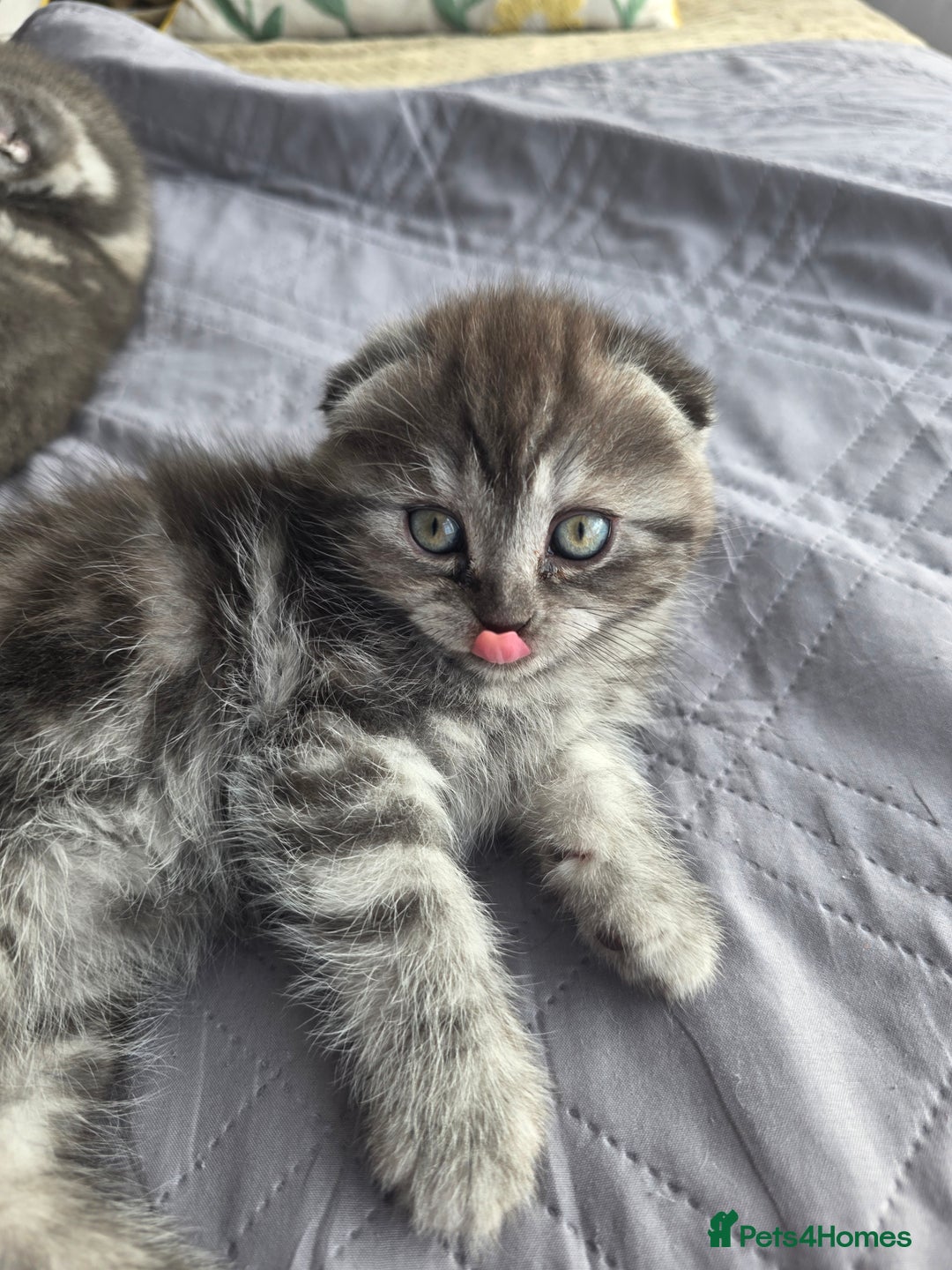Scottish Fold cats for sale: Tabby Scottish Fold Kittens - Advert 33