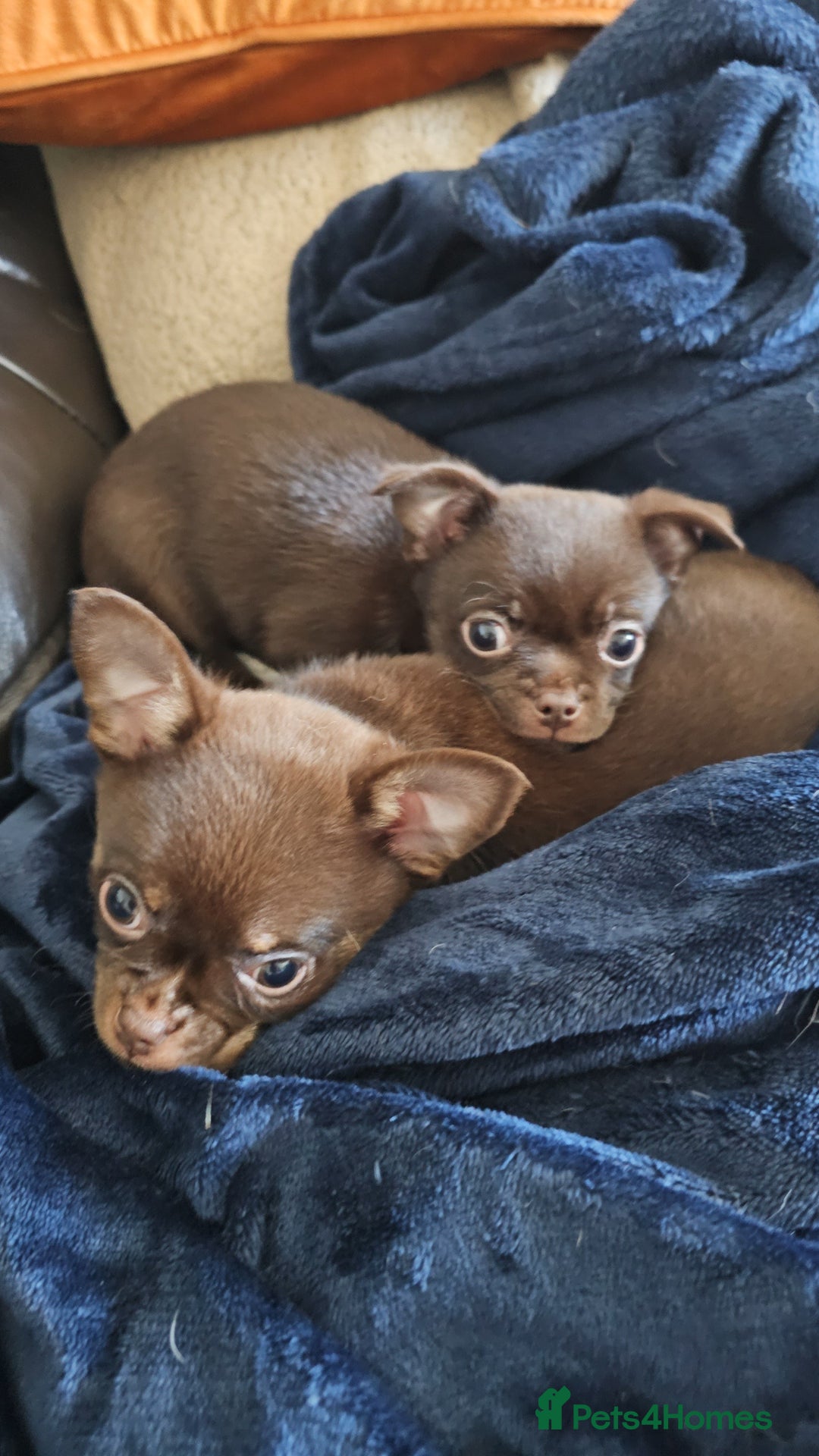 Chihuahua dogs for sale: Chihuahua  - Advert 3