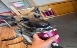 Mixed Breed dogs for sale: German Shepard X Belgium Malinos  - Image 4