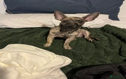 Mixed Breed dogs for sale: (Female) Jack chihuahua 4 months  - Advert 4