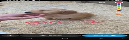 Golden Retriever dogs for sale: Kc registered dark red pups - Advert 14