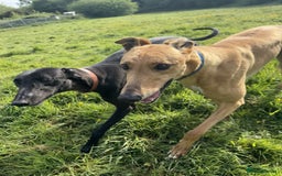 Greyhound dogs for sale: Eli and Oprah 🩵🩷 - Image 2