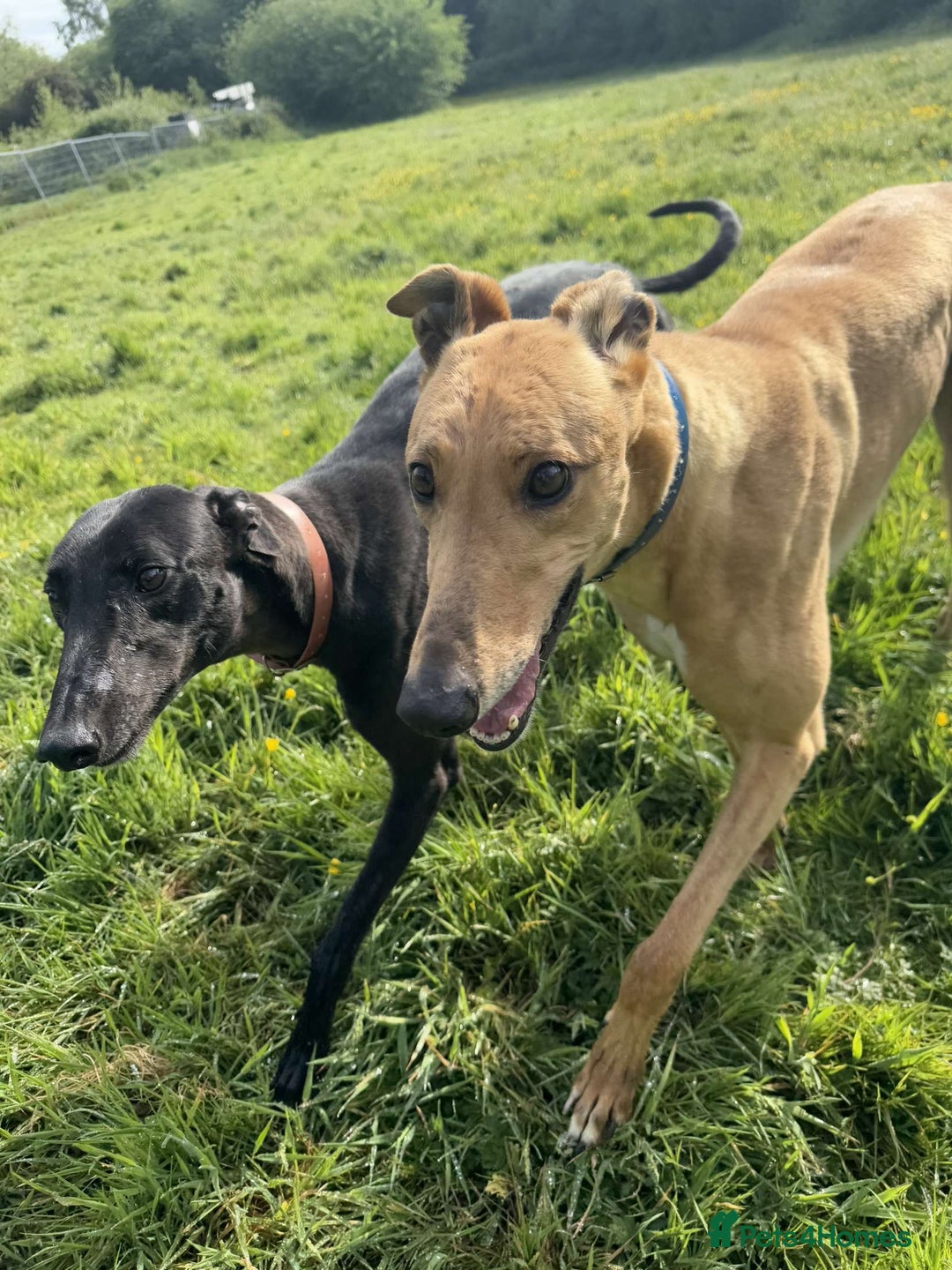 Greyhound dogs for sale: Eli and Oprah 🩵🩷 - Image 2