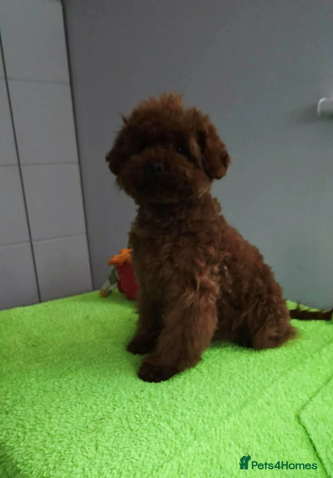 Maltipoo dogs for sale: 6-Month-Old Maltipoo Puppies – Male & Female - Advert 14