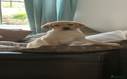 Labrador Retriever dogs for sale: 🐾Much-Loved Golden Labrador, 1 Year Old🐾 - Image 5