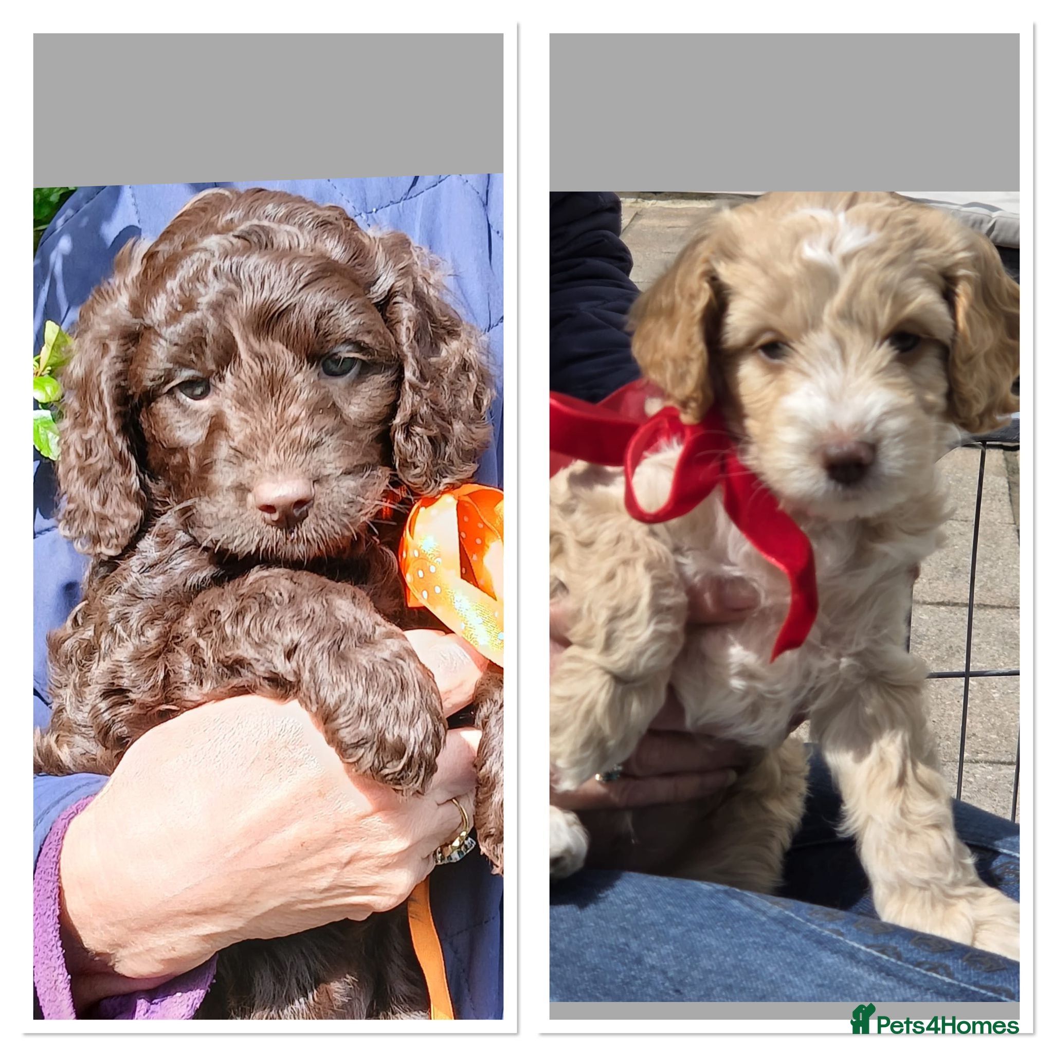 Cockapoo dogs Cockerpoo - Advert 6