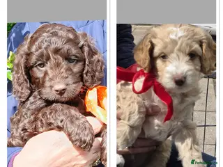 Cockapoo dogs Cockerpoo - Advert 6