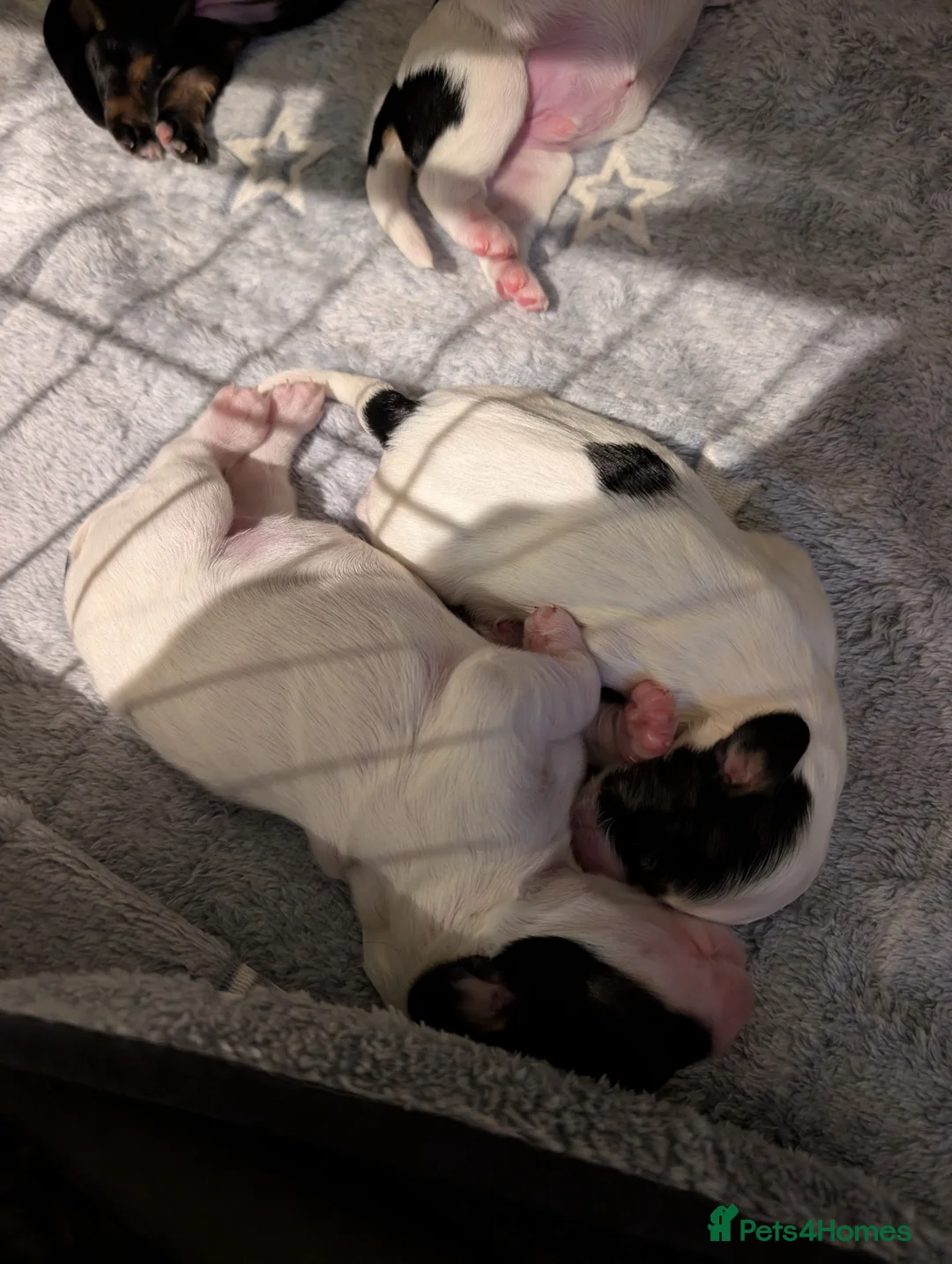 Cockapoo dogs for sale: Beautiful little of 5 Cockerpoos - Advert 9