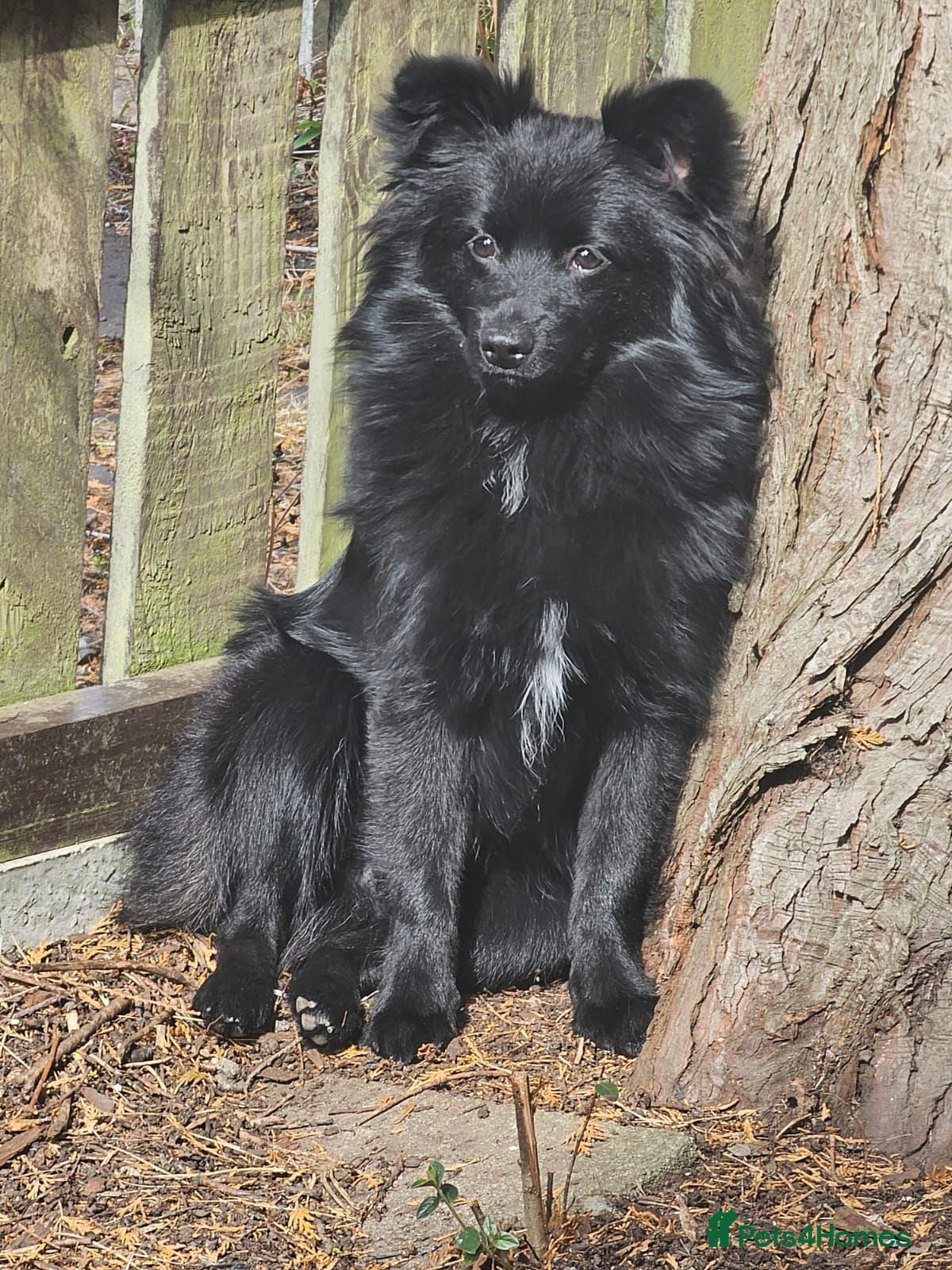 Mixed Breed dogs Teddy no fault of his own no time wasters  - Advert 2