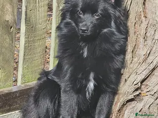 Mixed Breed dogs Teddy no fault of his own no time wasters - Advert 1