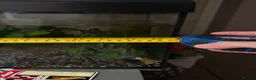 Other/Mixed Breed fish for sale:  Tropical Fish Tank with Fish & Accessories - Advert 2