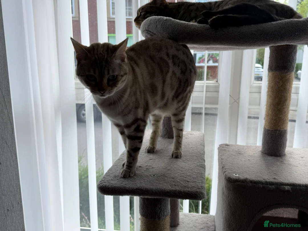 Bengal cats for sale: Snow Lynx Bengal sisters  - Advert 4