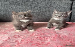 Russian Blue cats for sale: ONE GIRL LEFT! Russian blue Kitten 🐱🩷 - Image 1