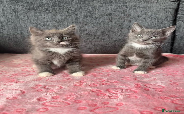 Russian Blue cats - Advert 1