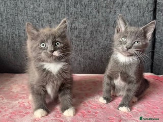 Russian Blue cats - Advert 1