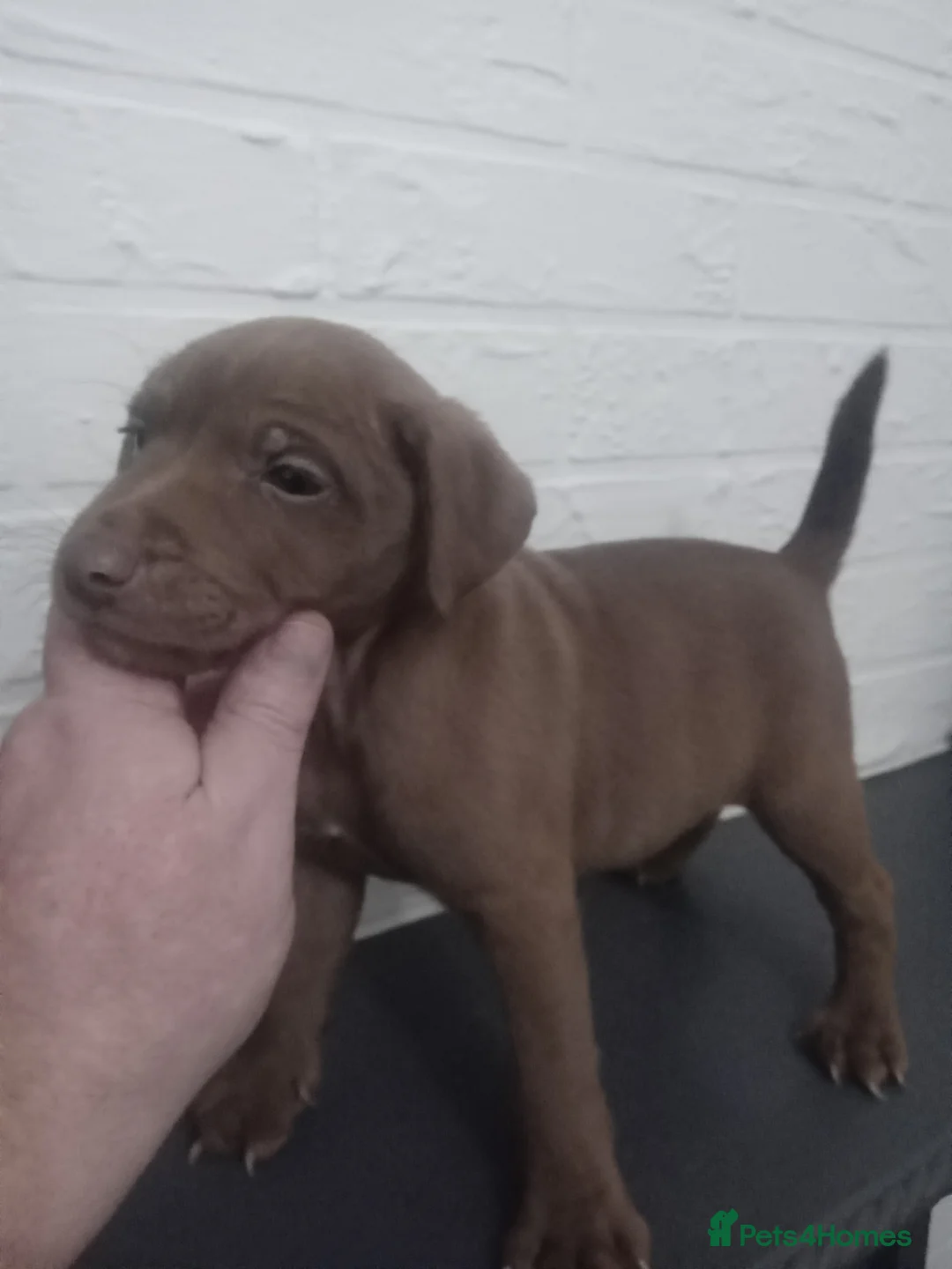 Patterdale Terrier dogs for sale: PATTERDALE PUPS FOR SALE READDY NOW  in Birkenhead - Advert 14