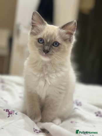 Ragdoll cats GCCF reg parents , pure breed ragdoll kittens 🤍 - Advert 9
