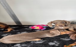 Miniature Dachshund dogs for sale: Miniature Dachsund puppies (licensed breeder) - Image 6