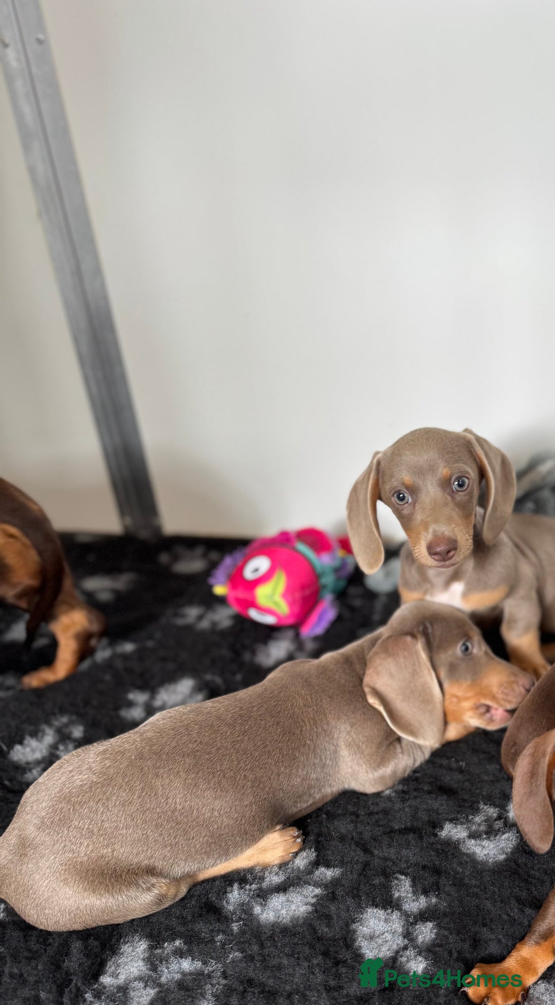 Miniature Dachshund dogs for sale: Miniature Dachsund puppies (licensed breeder) - Image 6