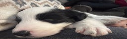 Border Collie dogs for sale: 4 border collie puppies - Advert 13
