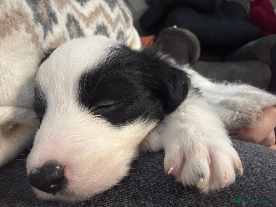 Border Collie dogs for sale: 4 border collie puppies - Advert 13