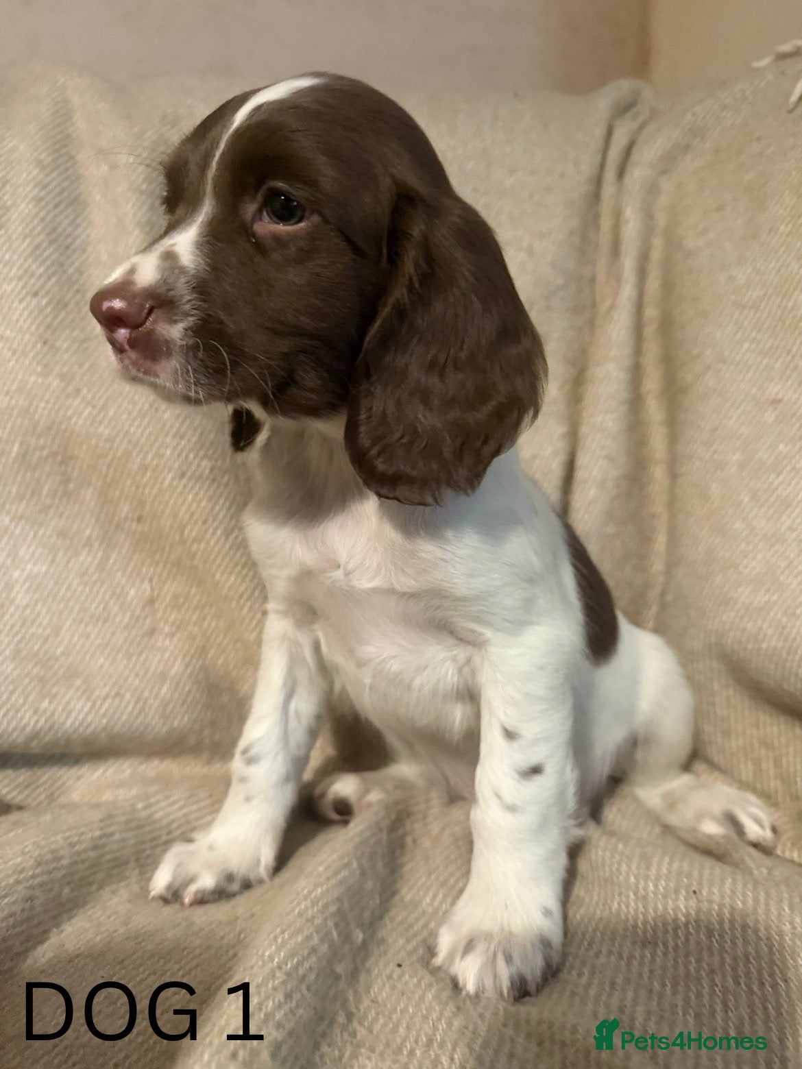 English Springer Spaniel dogs KC English Springer Spaniel Puppies - Advert 9