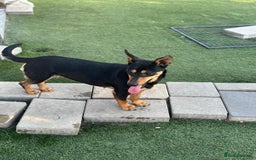 Mixed Breed dogs for adoption: Pretty Rosie is looking for love - Image 5