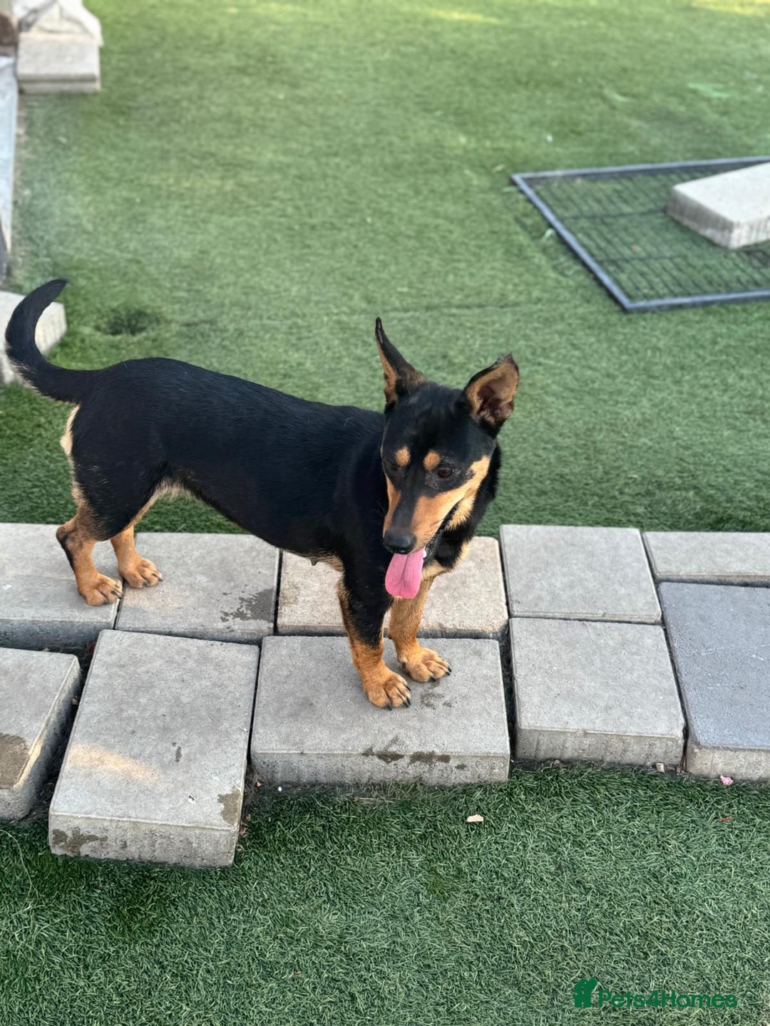 Mixed Breed dogs for adoption: Pretty Rosie is looking for love - Image 5
