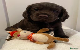Cocker Spaniel dogs for sale: Stunning male cocker spaniel puppy pedigree - Image 1