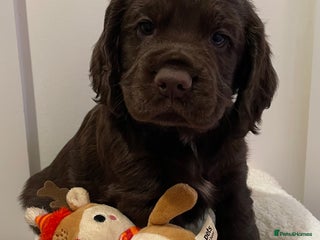 Cocker Spaniel dogs - Advert 20