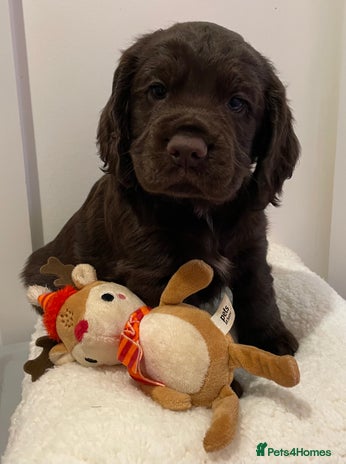Cocker Spaniel dogs - Advert 1