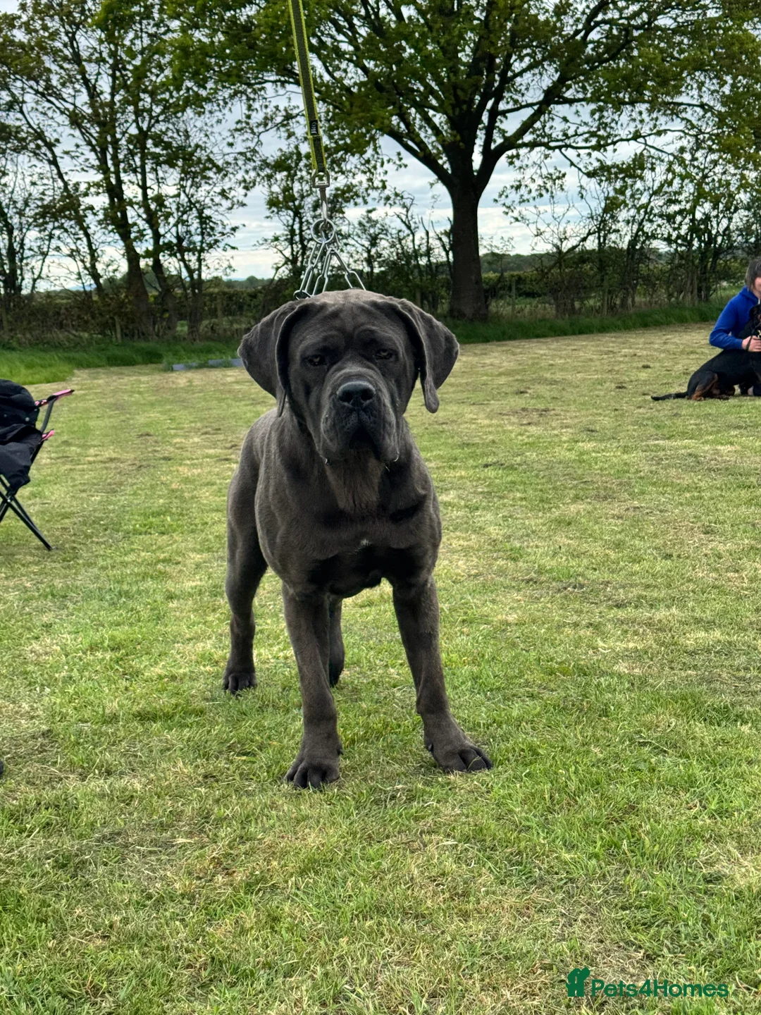 Cane Corso dogs for stud: Health tested Blue cane corso stud  in Carlisle - Advert 13