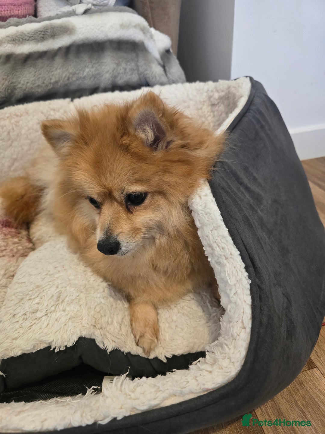 Pomeranian dogs for sale: Sweet puppies  - Image 14