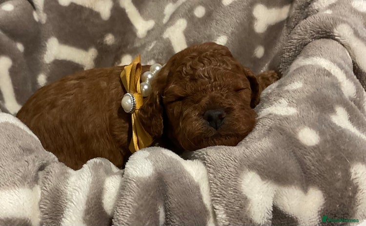 Cavapoo dogs - Advert 2