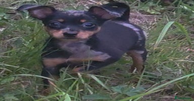Miniature Pinscher dogs - Advert 9
