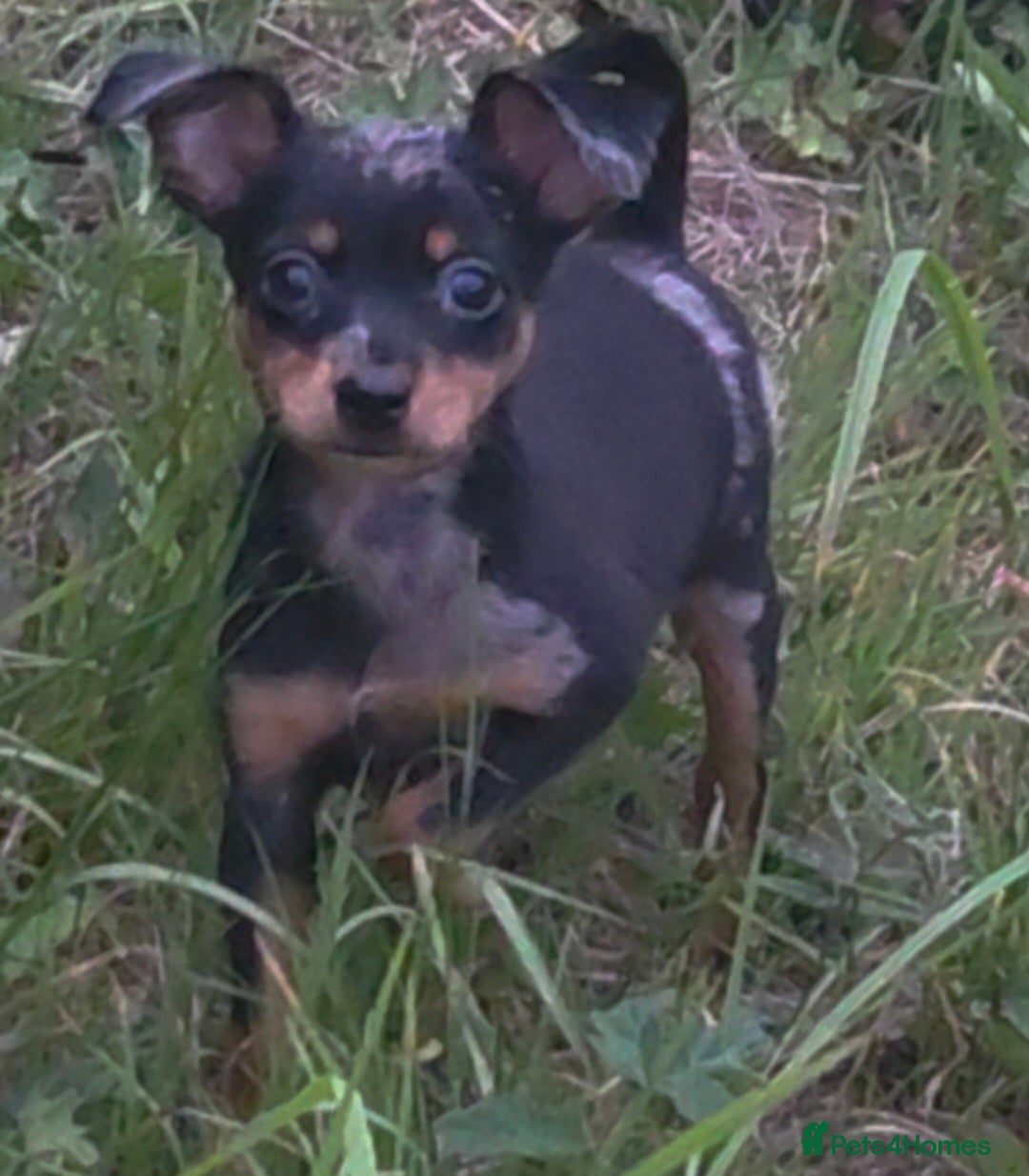 Miniature Pinscher dogs for sale: Miniture Pinscher/Prague Ratter  - Image 3