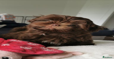 Shih Tzu dogs - Advert 13