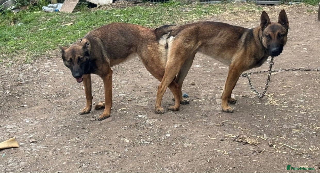 Belgian Shepherd Dog dogs belgium malouis - Advert 2