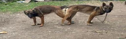 Belgian Shepherd Dog dogs for sale: belgium malouis - Advert 1