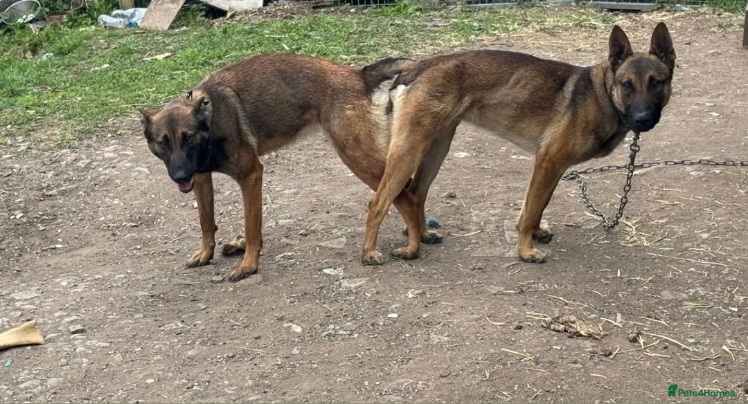 Belgian Shepherd Dog dogs for sale: belgium malouis - Advert 1